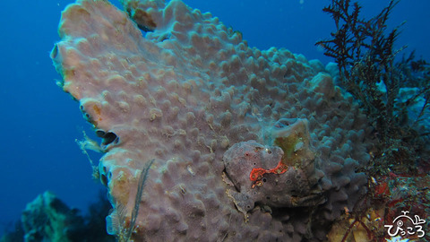 1229_イロカエル