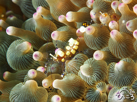 1004_イソギンチャクエビ