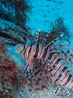 ミノカサゴ　ｂｙアオヤガラ