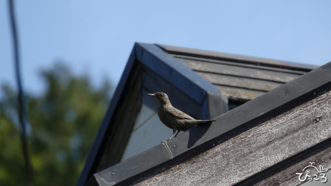 200506_イソヒヨドリ♀