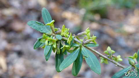 200223_オニシバリの花