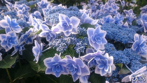 いろんな紫陽花_1