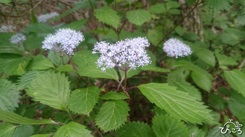 20180620_コアジサイ