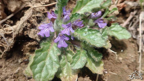 キランソウ_P3211965