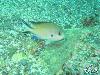 マツバスズメダイ抱卵中