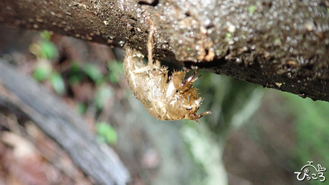 0624_エゾハルゼミの抜け殻