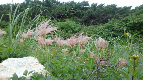 チングルマ－受粉後