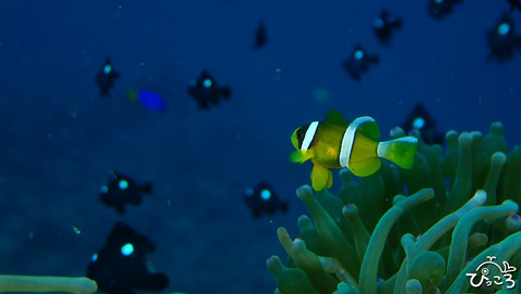 クマノミ_PB030907