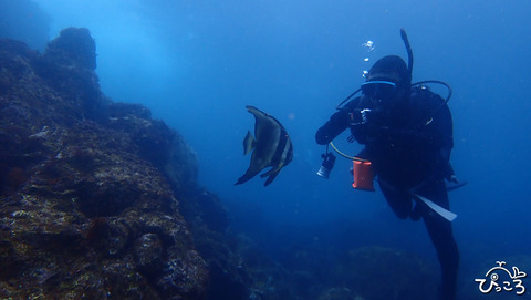 ツバメウオと_P3230110