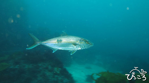 釣り糸つきワラサ