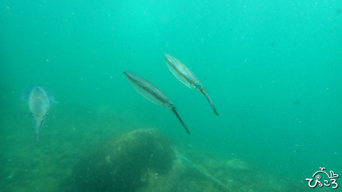 アオリイカ_P8110067