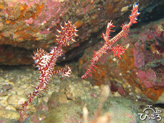 2012-11-13 ニシキフウライウオ@八幡野