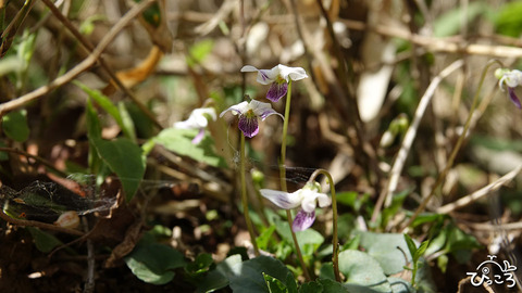 ツボスミレ_RX_07183