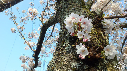 0327_ソメイヨシノ