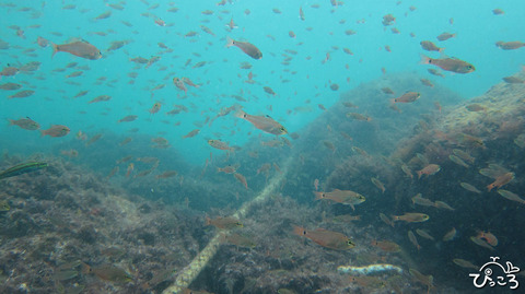 クロホシの群れ