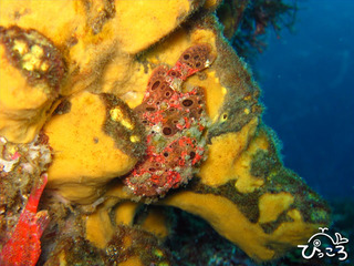 2012-11-28あずきちゃん