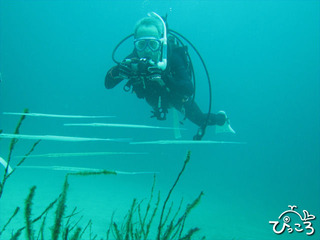 水中写真に挑戦