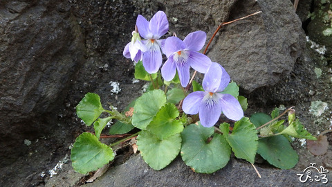 0327_タチツボスミレ