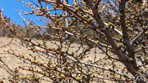 カラマツの芽吹き_034730517
