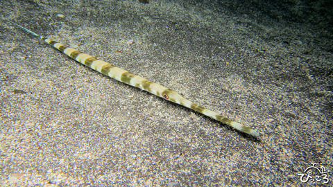 夜のアオヤガラ