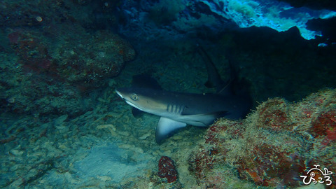 ホワイトチップ_P4250240