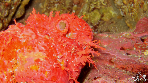 クリアクリーナーシュリンプ