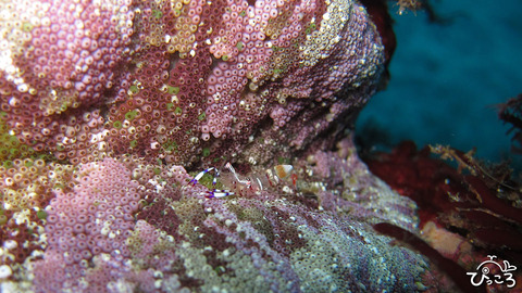 1213_アカホシカクレエビ　1