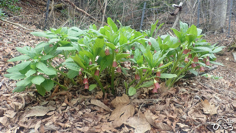 ハシリドコロ_P4211231