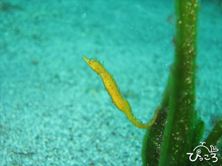 2013-5-13タツノイトコ＠富戸