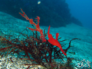 2012-11-22カミソリウオペア