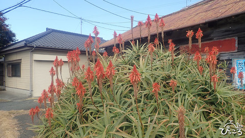 アロエの花_P1180263