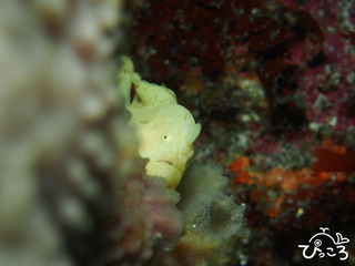 2013-5-6オオモンカエルアンコウ＠IOP　