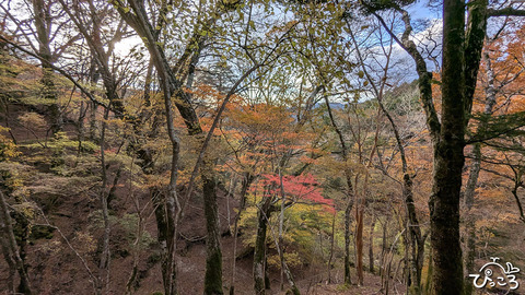 天城縦走にチャレンジ！