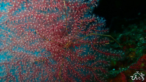 オルトマンワラエビ_P3160715