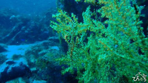 ニシキフウライウオ_PC310422