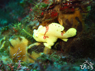 2012-11-28イロカエル@八幡野