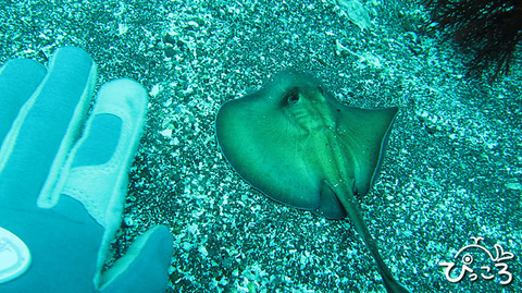 ヒラタエイ赤ちゃん