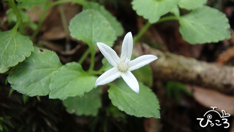 タニギキョウの花