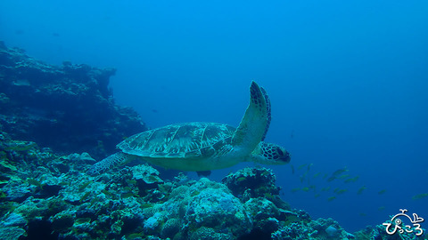 アオウミガメ_P4240083