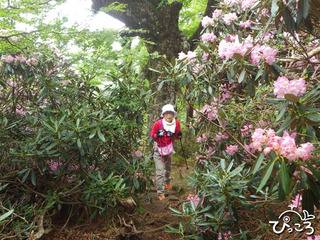 登山道の両サイドにシャクナゲ