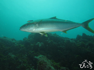 クリーニングされているブリ