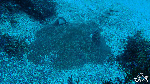 カスザメ_P3260817