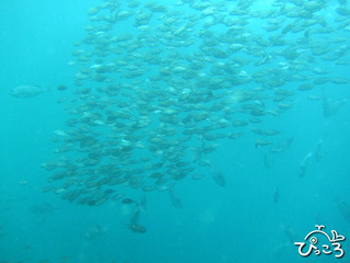 スズメダイの群れ@川奈