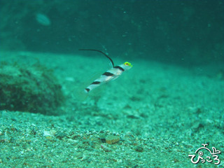 ヒレナガネジリンボウ