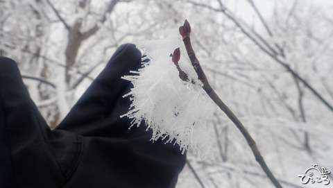 雪の結晶_P2050465