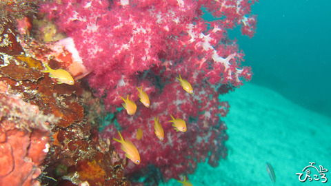 0818_キンギョハナダイ