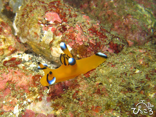 11/1ピカチュー特大