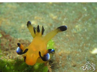 ウデフリツノザヤウミウシ
