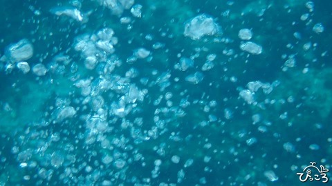 泡_P9130089