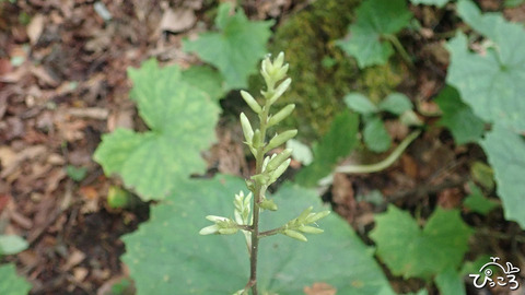 イズカニコウモリのつぼみ_P8